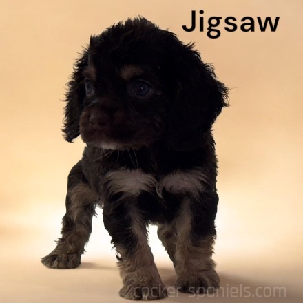 puppy, for, sale, Cocker Spaniel, Joe & Cherri  Overlease, dog, breeder, Miller, MO, dog-breeder, puppy-for-sale, forsale, nearby, find, puppyfind, locator, puppylocator, aca